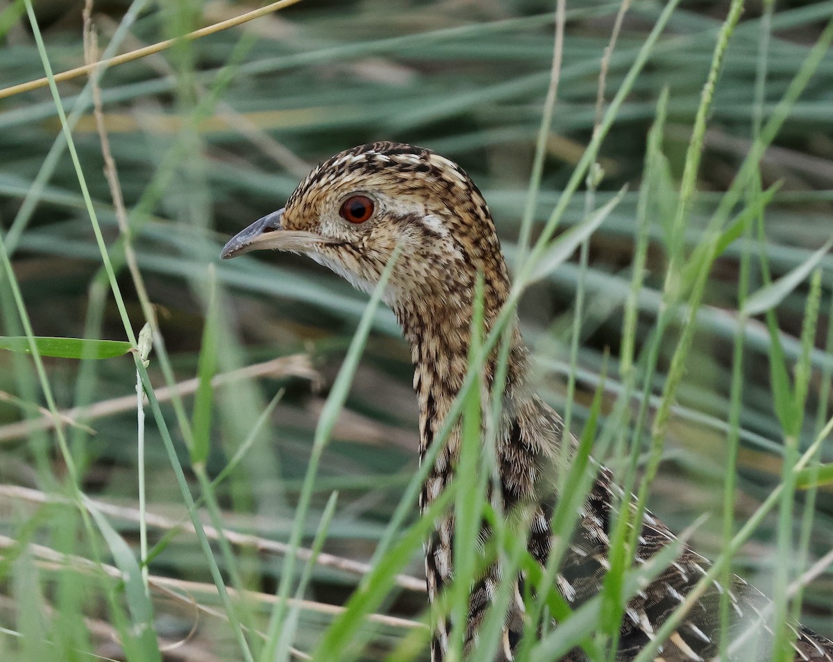 Tinamou tacheté - ML619088987