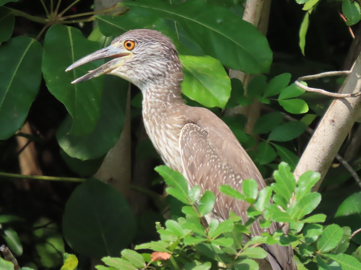 Yellow-crowned Night Heron - Charmaine Francis