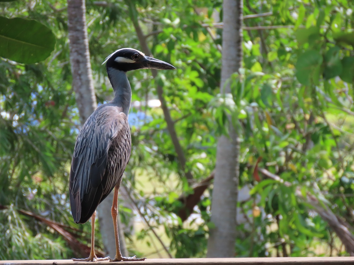 Yellow-crowned Night Heron - Charmaine Francis