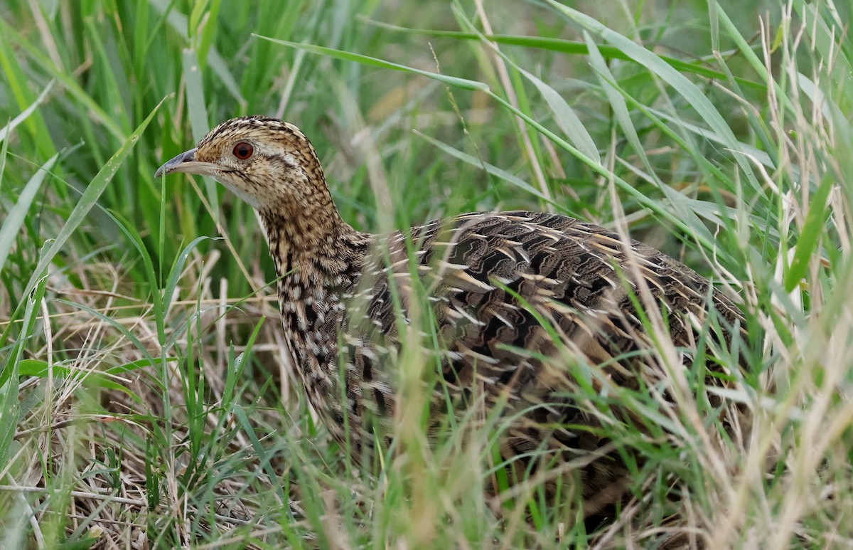 Tinamou tacheté - ML619089035