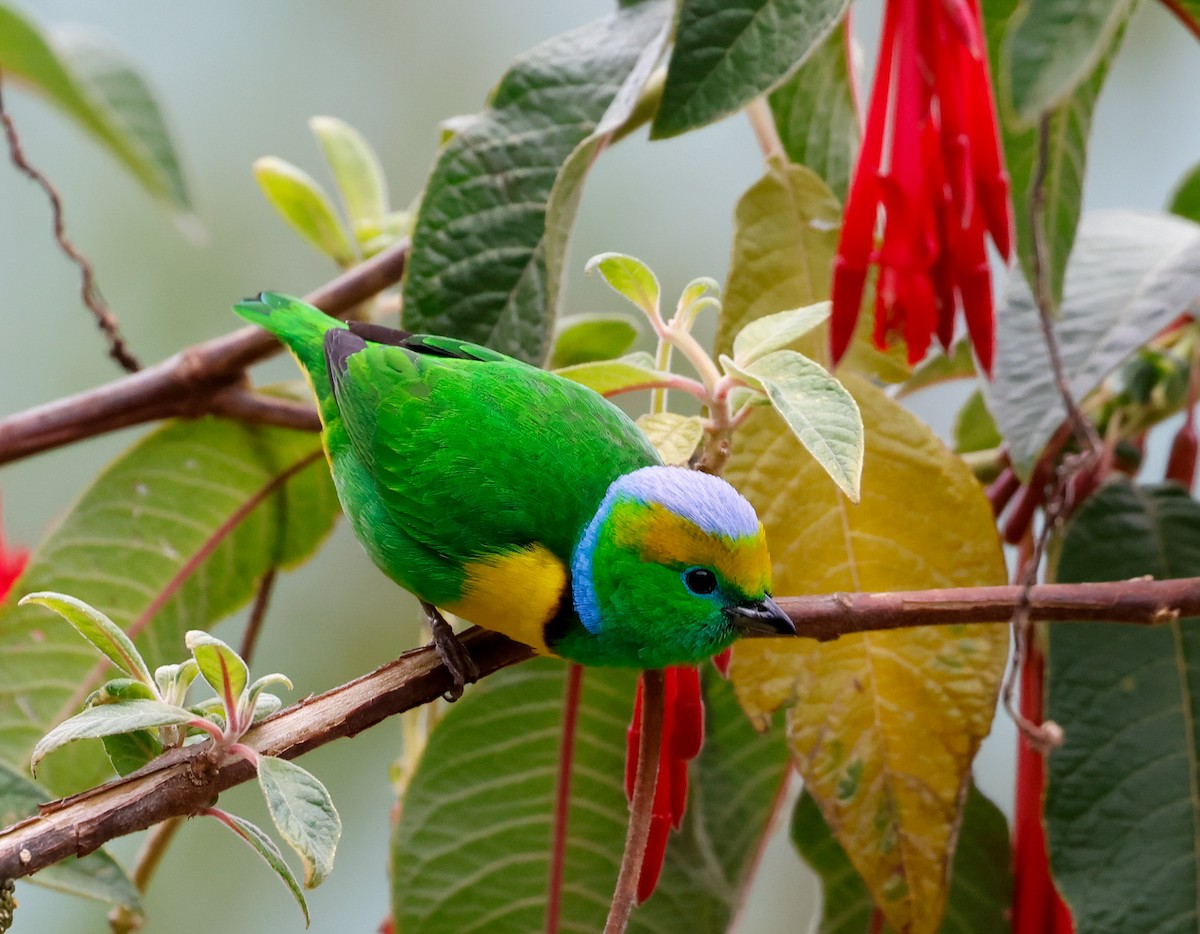 Golden-browed Chlorophonia - Cristina Rappa