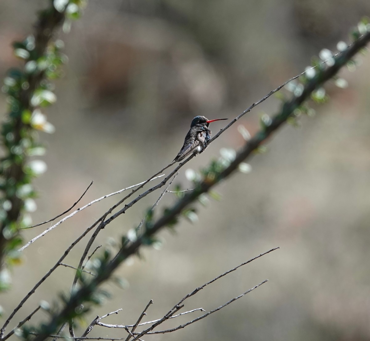 Broad-billed Hummingbird - Andrew Bailey