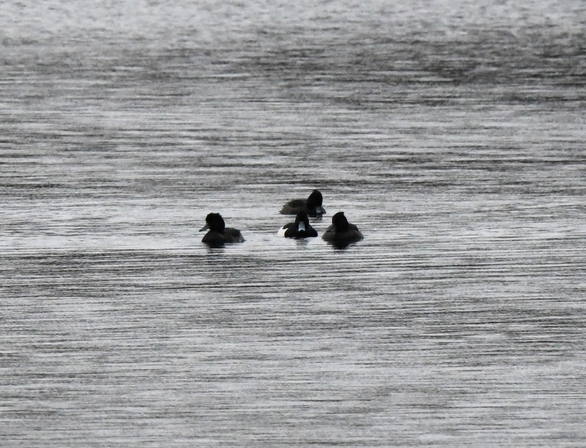 Tufted Duck - A Emmerson