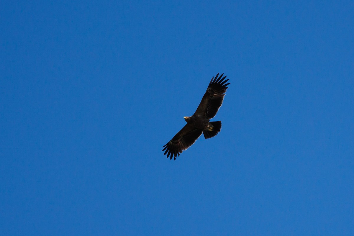 Lesser Spotted Eagle - Giorgi Natsvlishvili