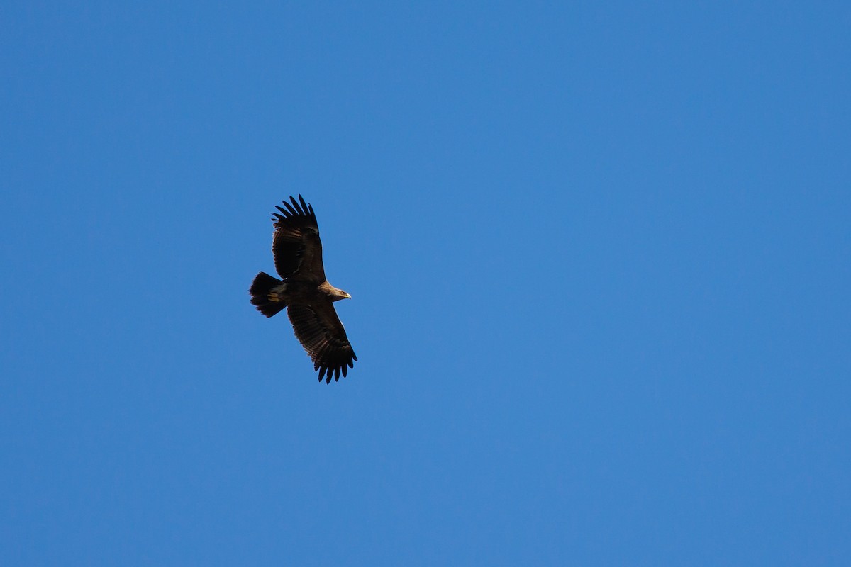 Lesser Spotted Eagle - Giorgi Natsvlishvili