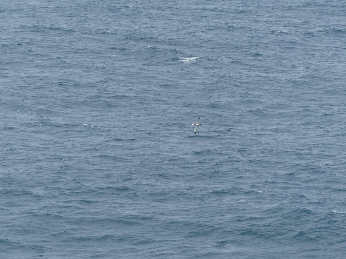 Antipodenalbatros - ML619089116