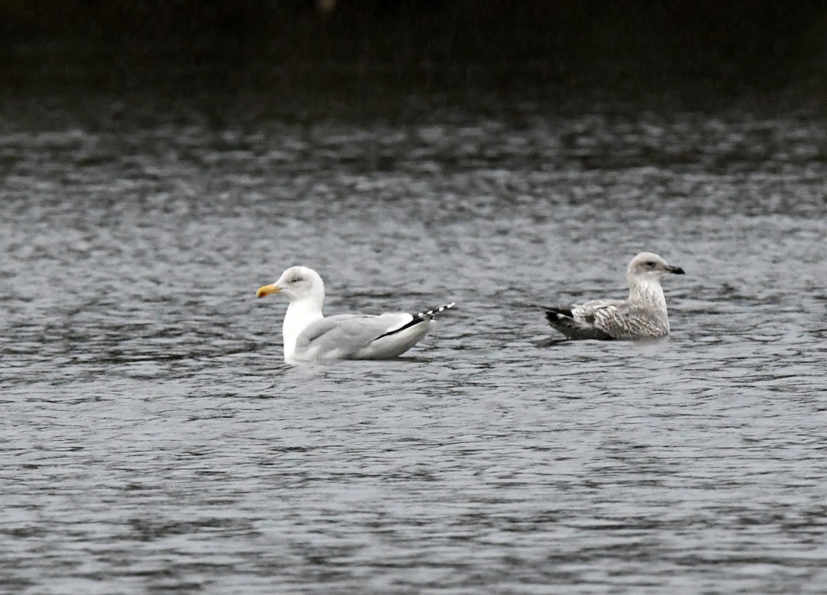 Gaviota Argéntea (europea) - ML619089143