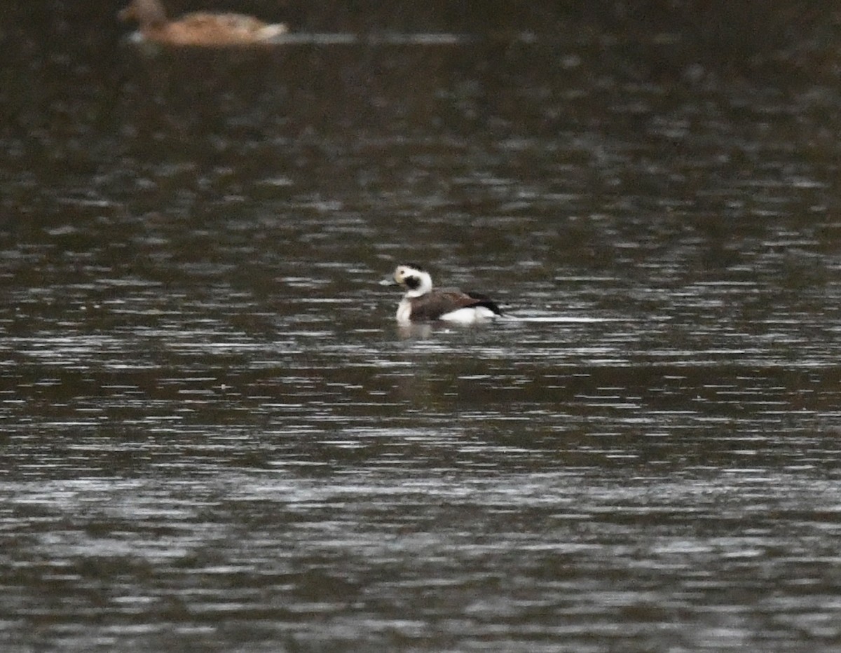 Long-tailed Duck - A Emmerson