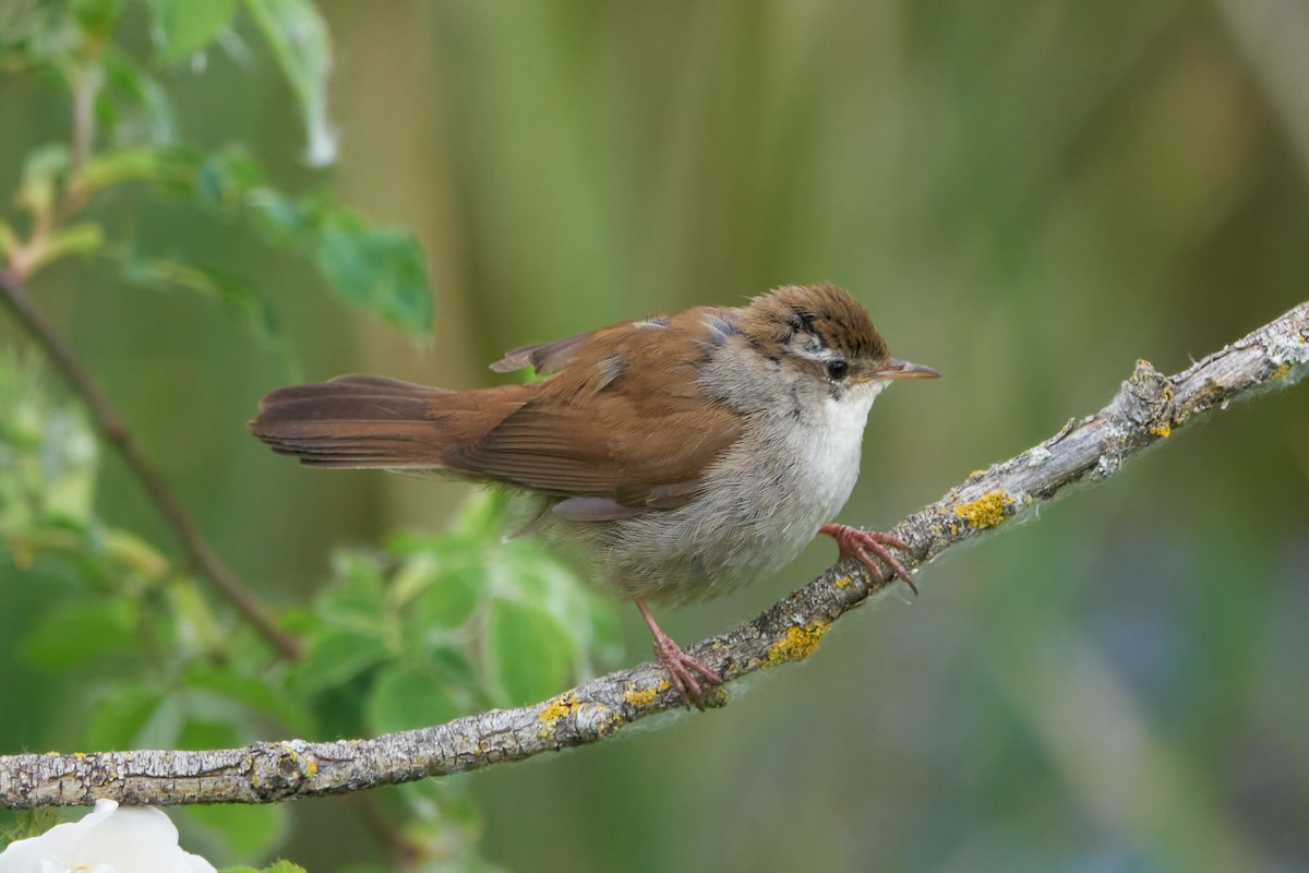 Cetti's Warbler - Luis Manso