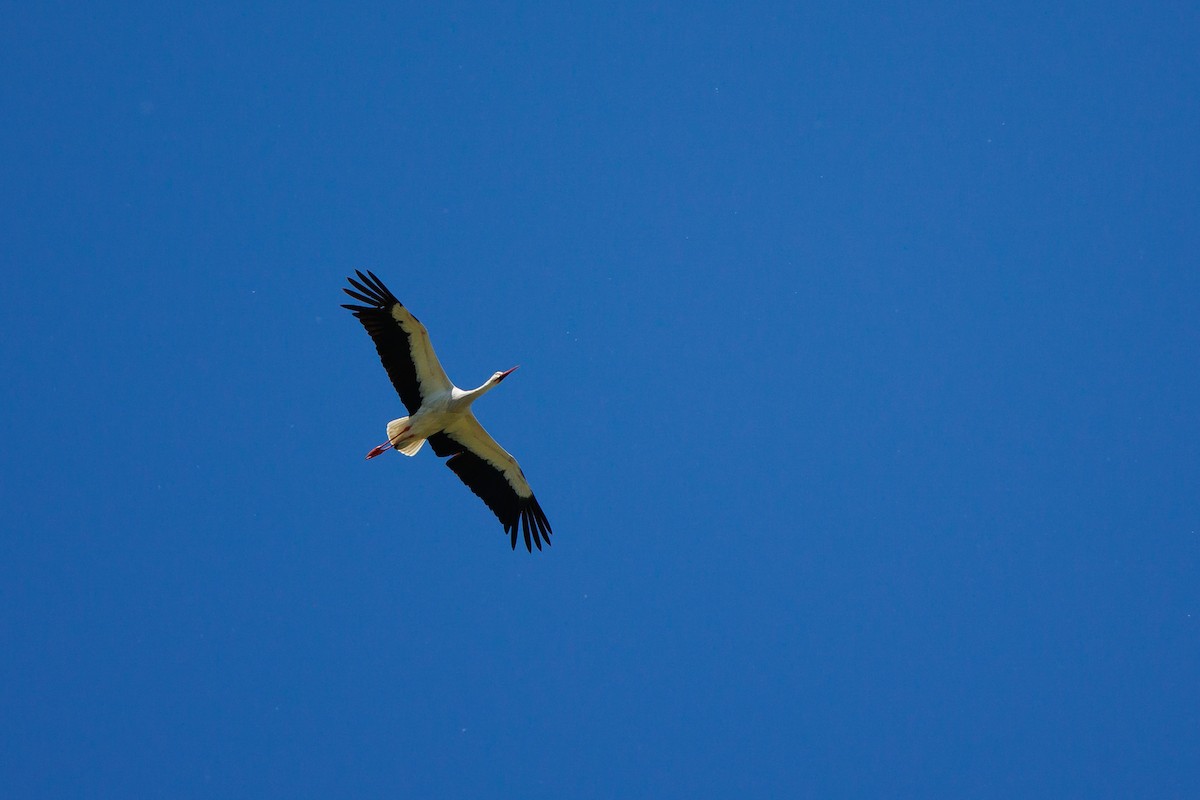 White Stork - Giorgi Natsvlishvili