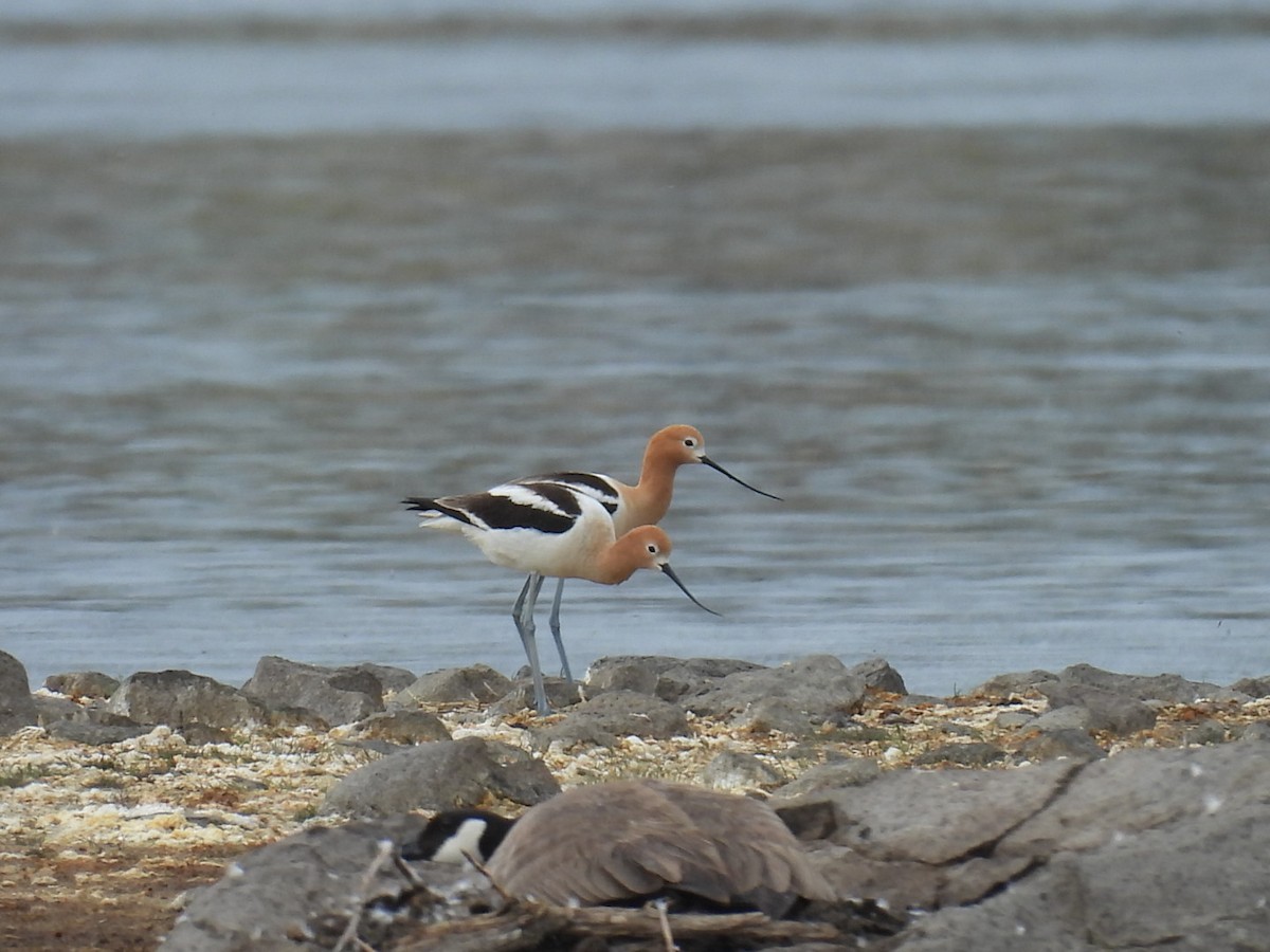 American Avocet - ML619089240