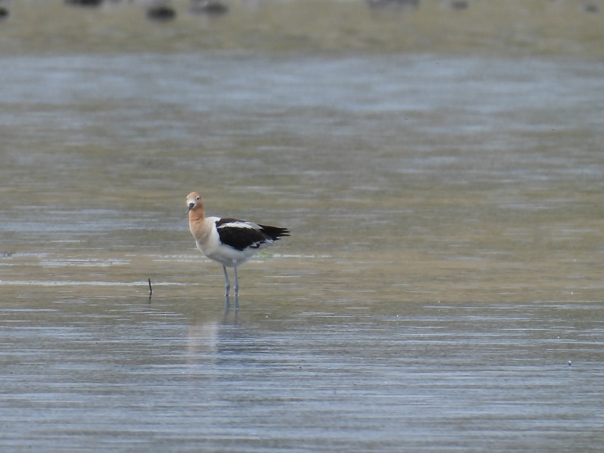 Avocette d'Amérique - ML619089241