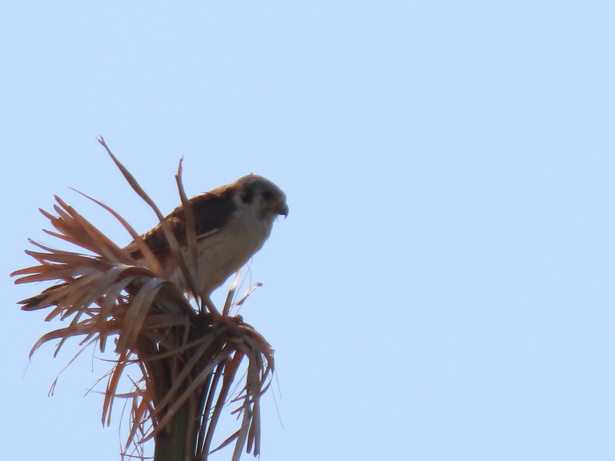 American Kestrel - ML619089259