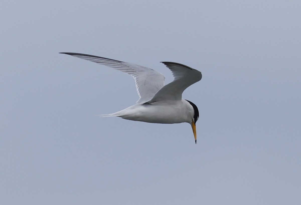 Little Tern - ML619089264