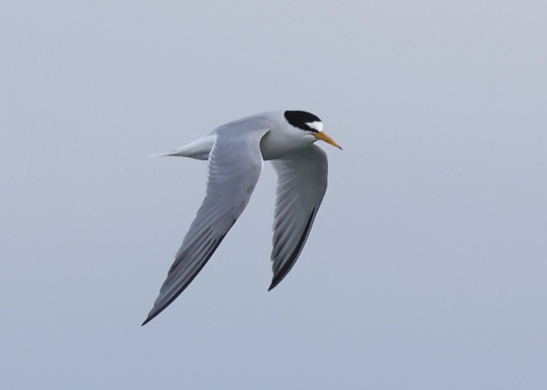 Little Tern - ML619089265