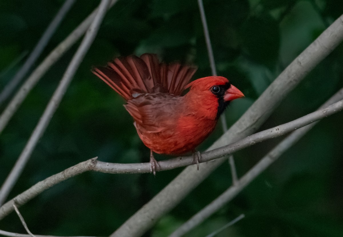 Northern Cardinal - Pat Tomsho