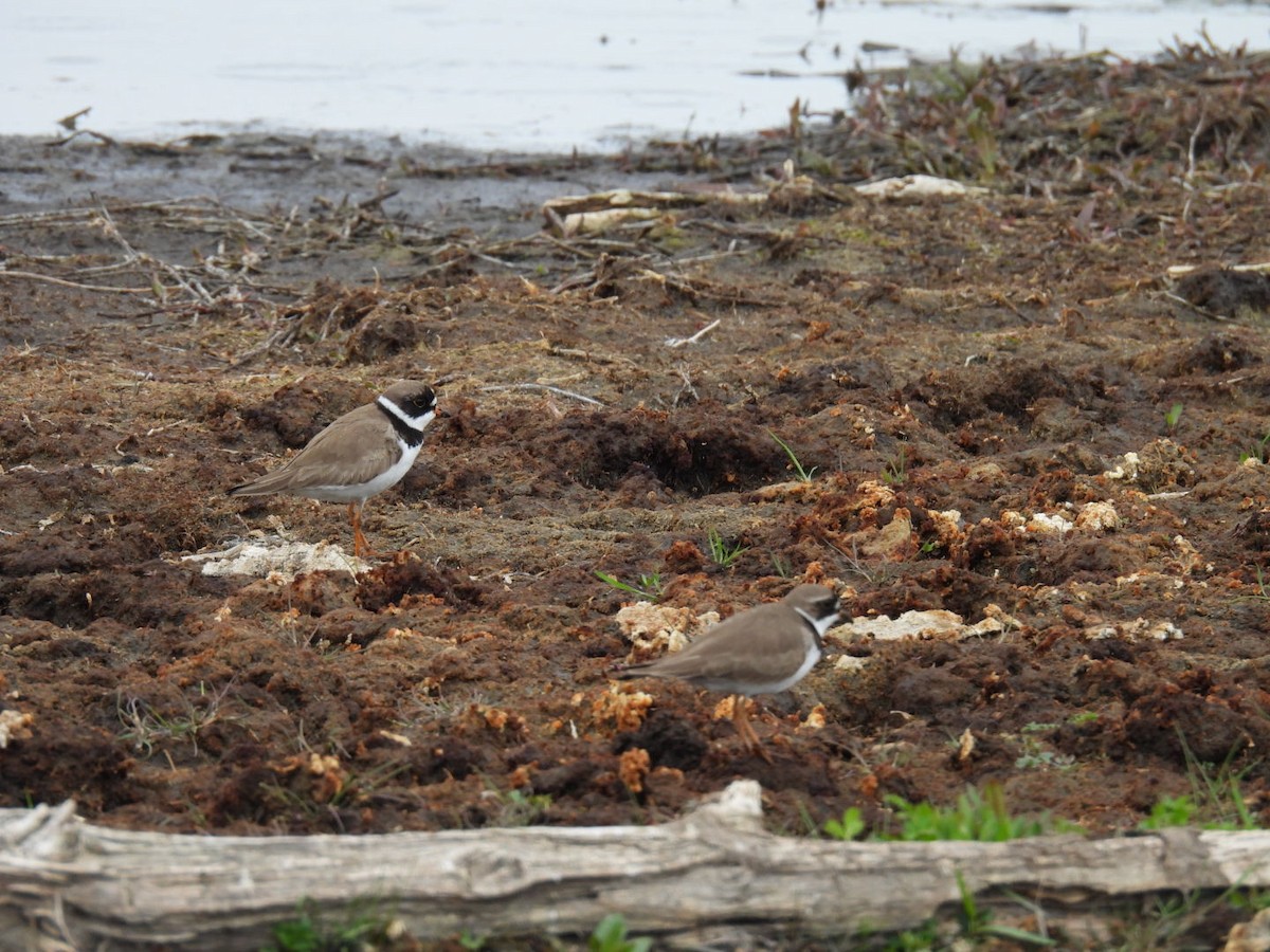 Semipalmated Plover - Sharon Henry