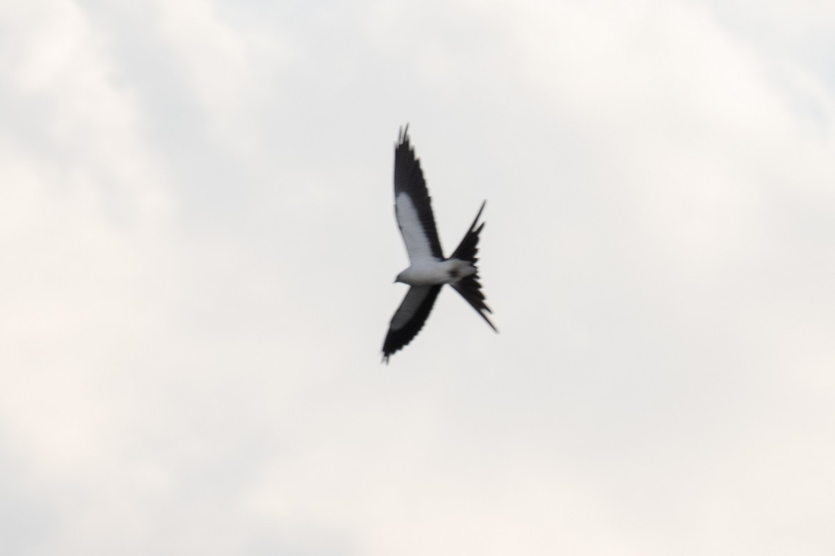 Swallow-tailed Kite - Rie & Matt