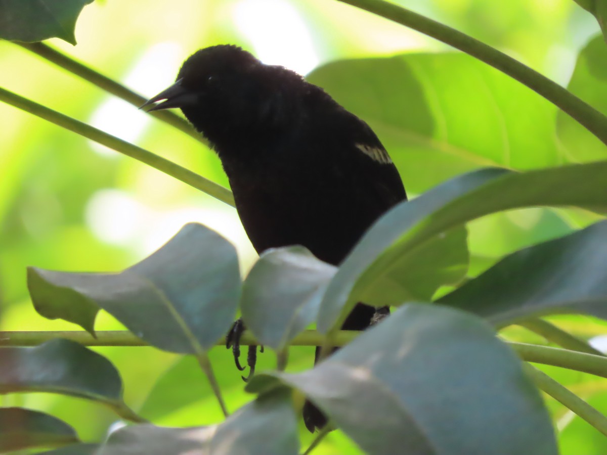 Red-winged Blackbird - Charmaine Francis