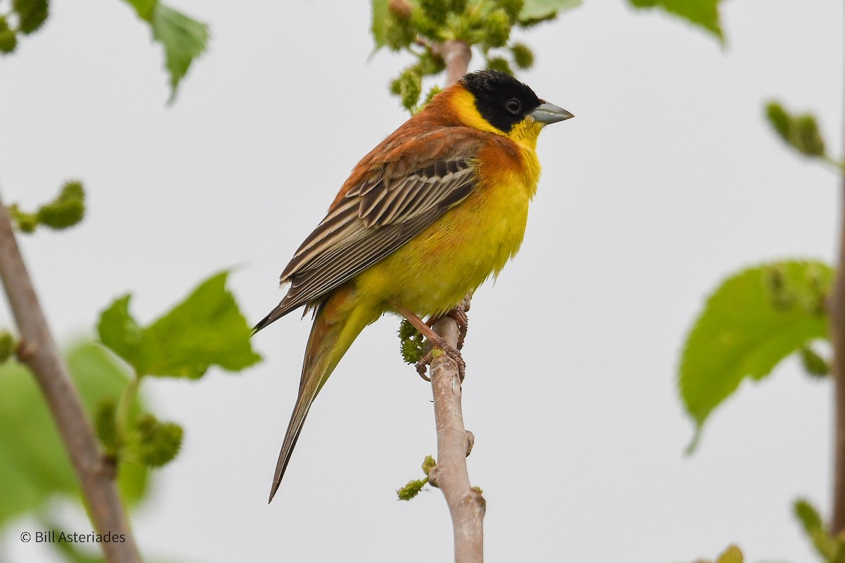 Black-headed Bunting - Bill Asteriades