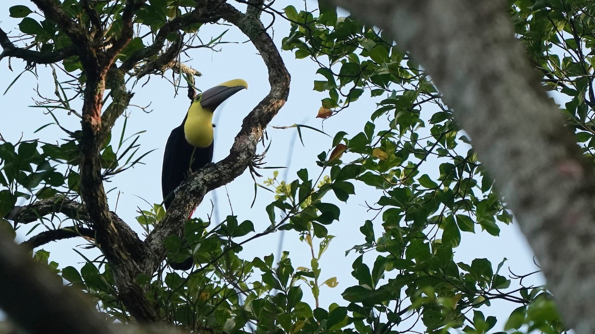 Yellow-throated Toucan - Indira Thirkannad