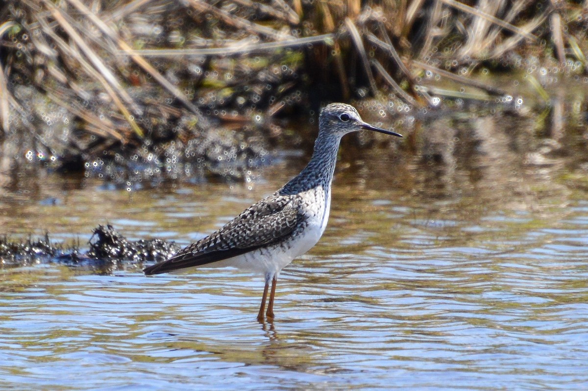 Lesser Yellowlegs - ML619089324