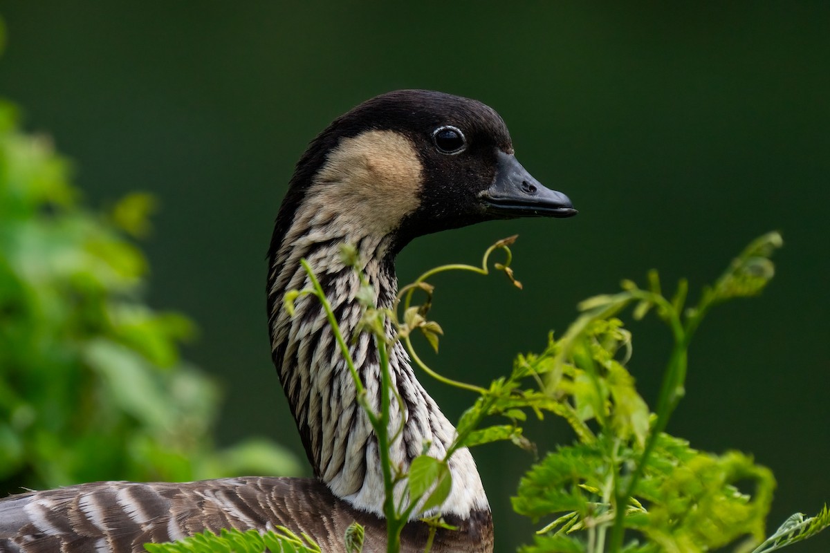 Hawaiian Goose - Andrea C