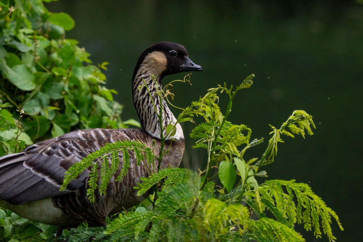 Hawaiian Goose - Andrea C