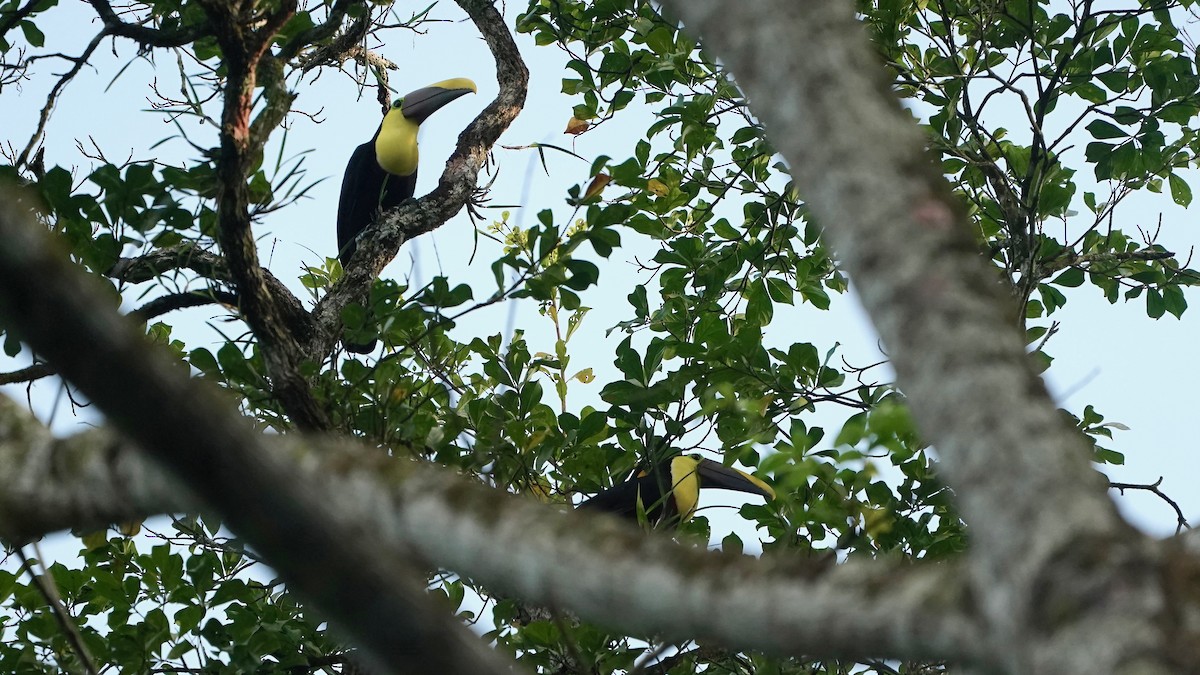 Yellow-throated Toucan - Indira Thirkannad