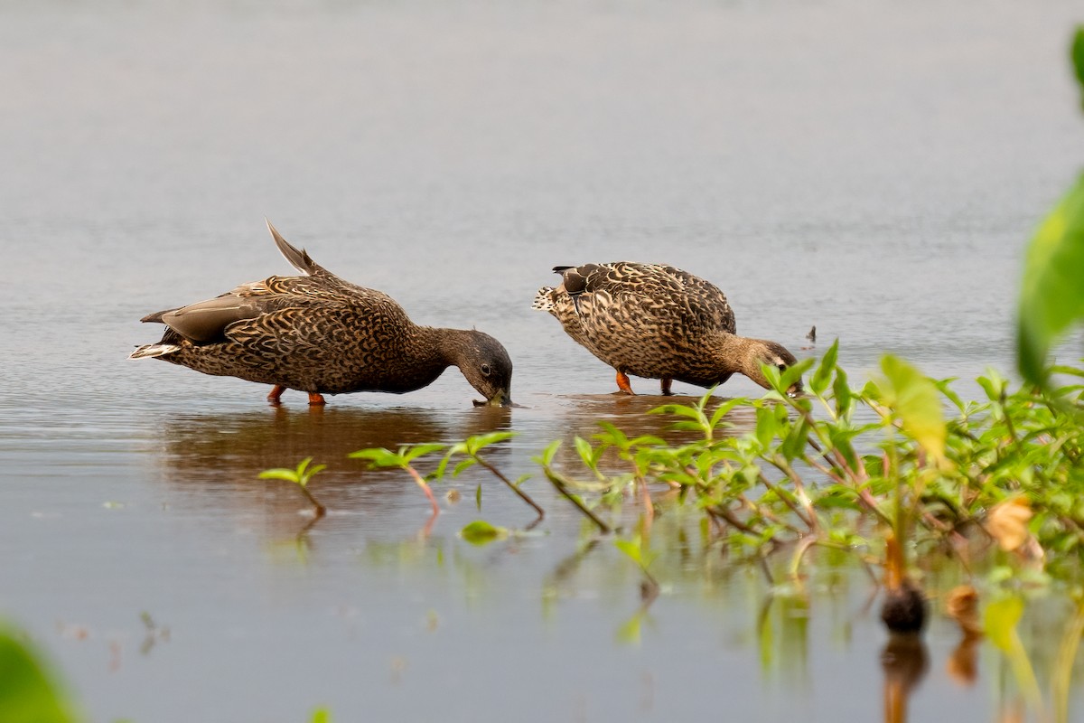 Canard des Hawaï - ML619089340