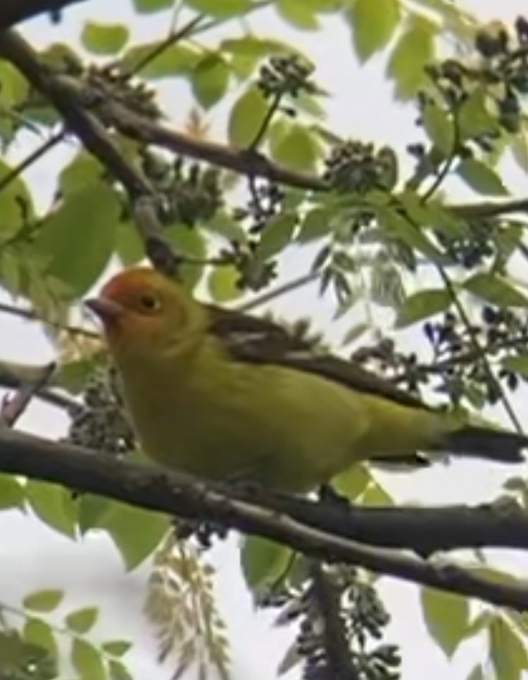 Western Tanager - Russell Jacobs