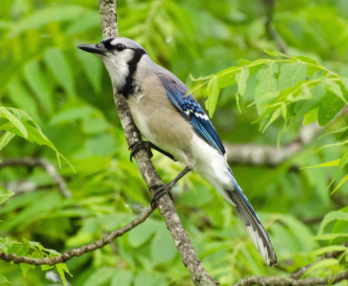 Blue Jay - ML619089343