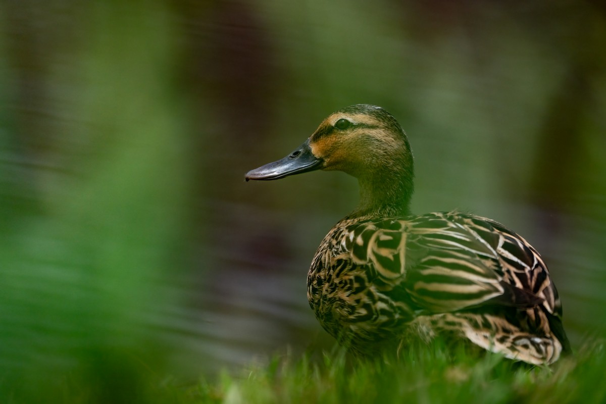 Canard des Hawaï - ML619089349