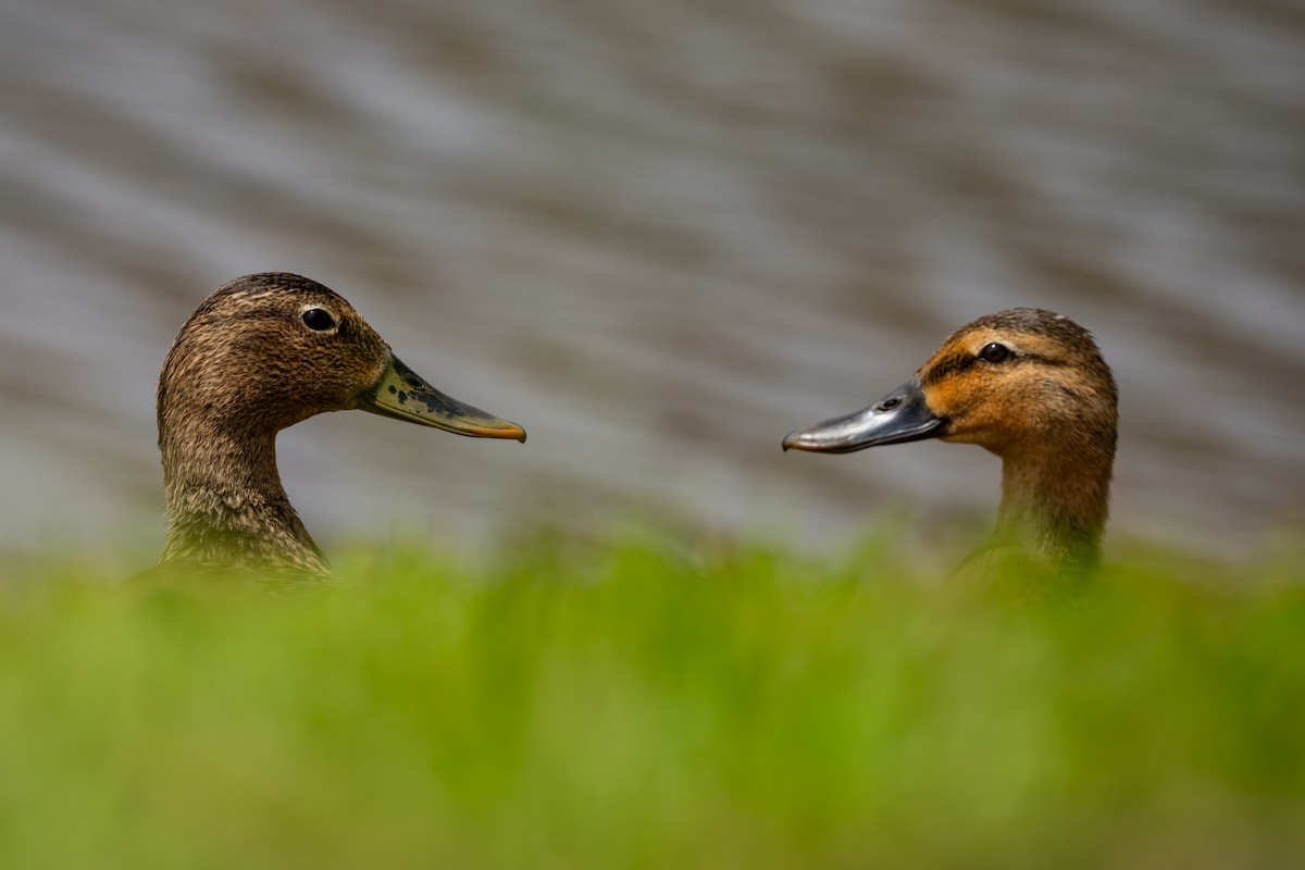 Canard des Hawaï - ML619089356