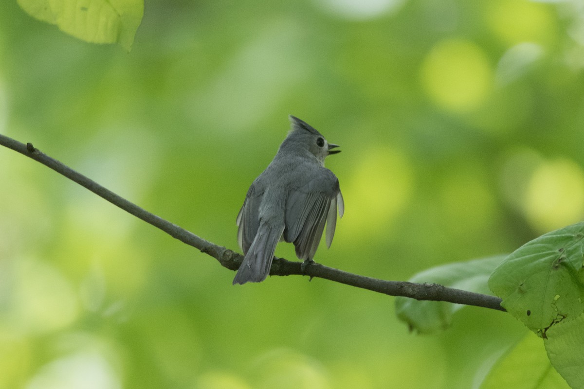 Tufted Titmouse - C  Thorn