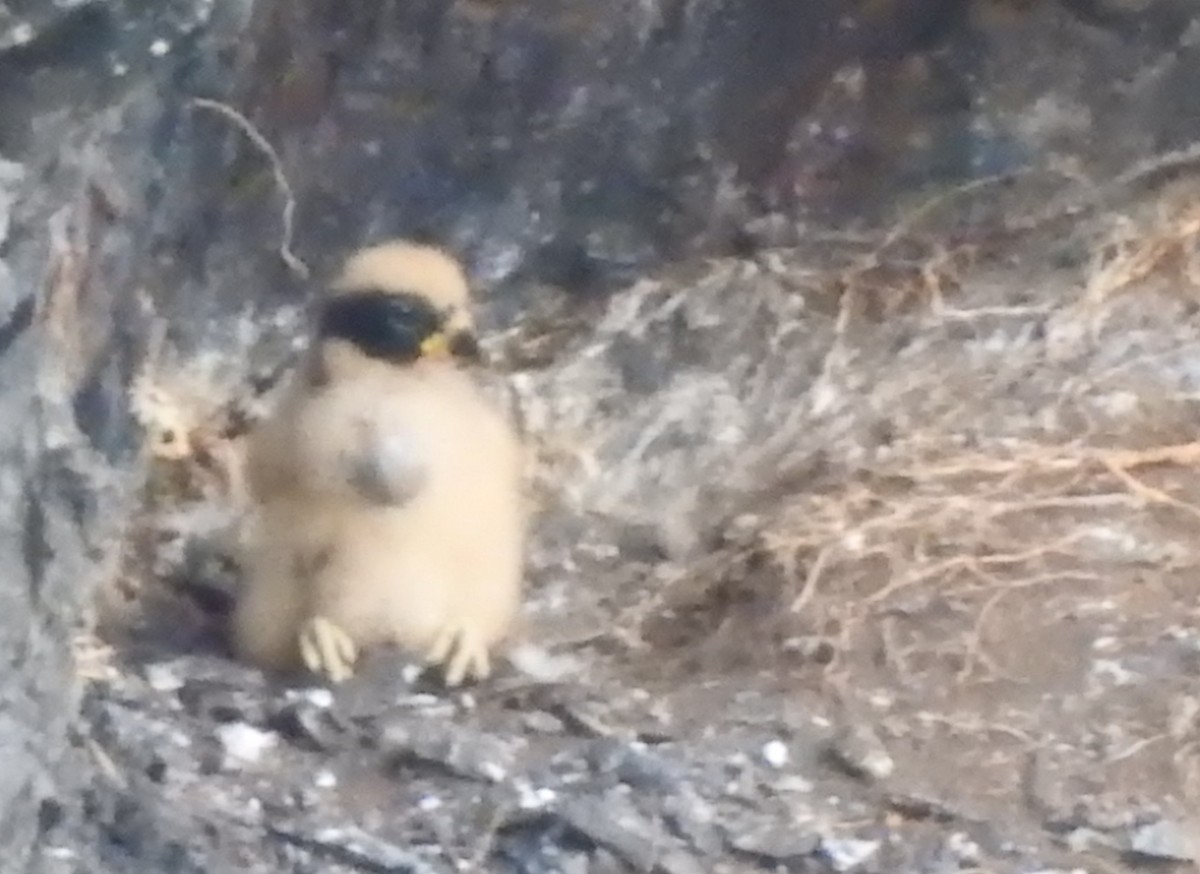 Laughing Falcon - ML619089362