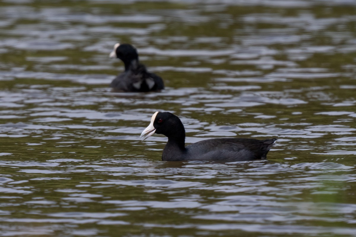 Hawaiian Coot - ML619089368