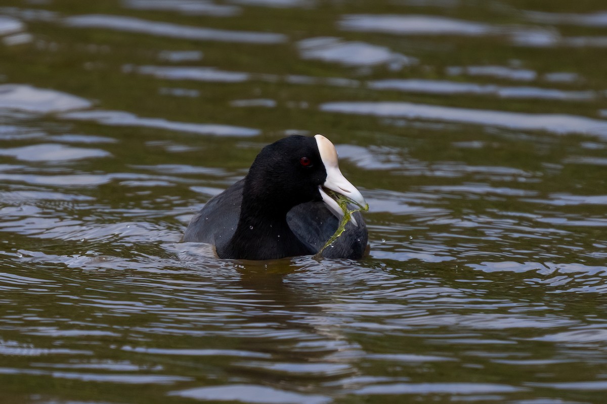 Hawaiian Coot - ML619089370