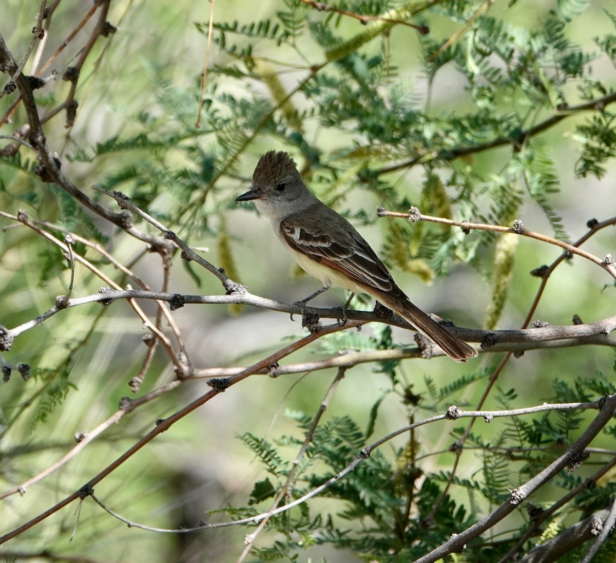 Ash-throated Flycatcher - Andrew Bailey