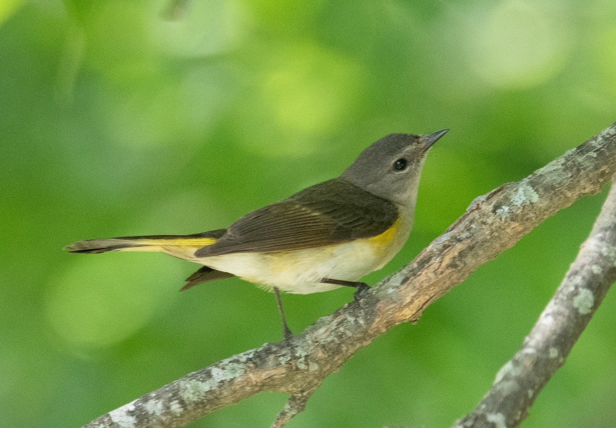 Nashville Warbler - Pat Tomsho