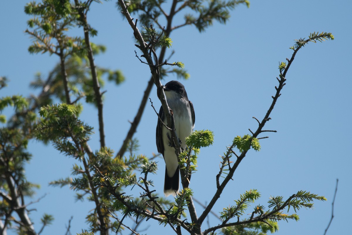 Eastern Kingbird - ML619089429