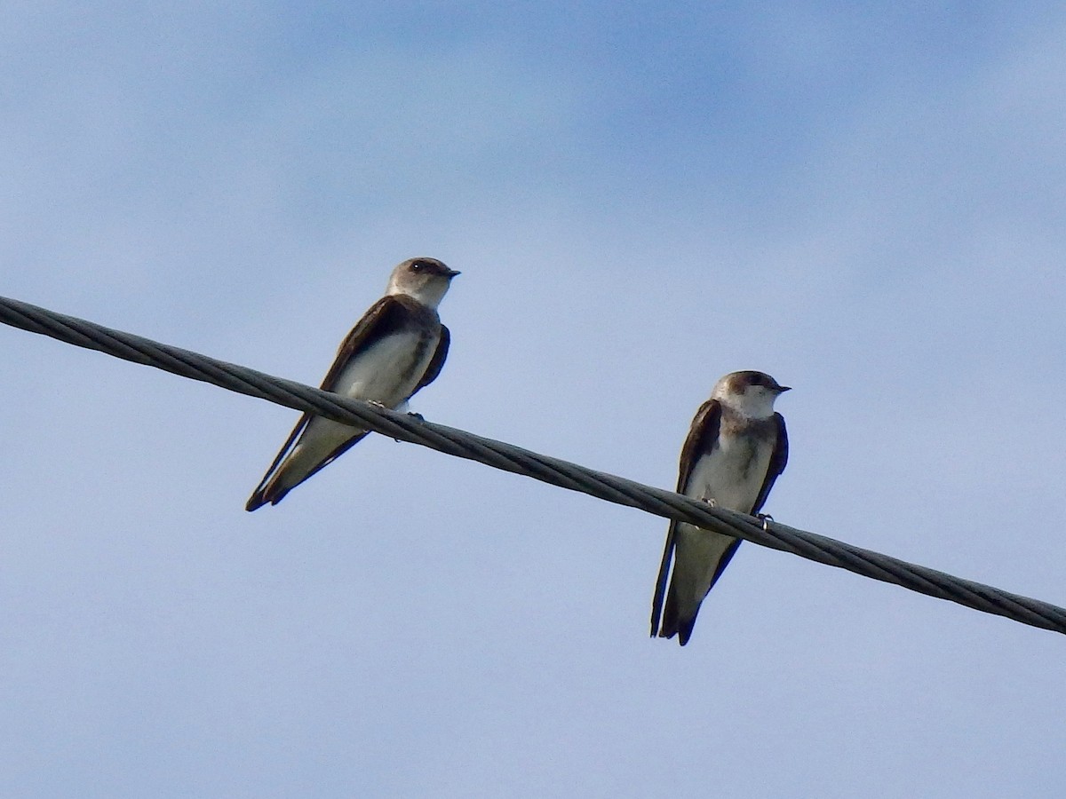 Northern Rough-winged Swallow - Elaine Marie