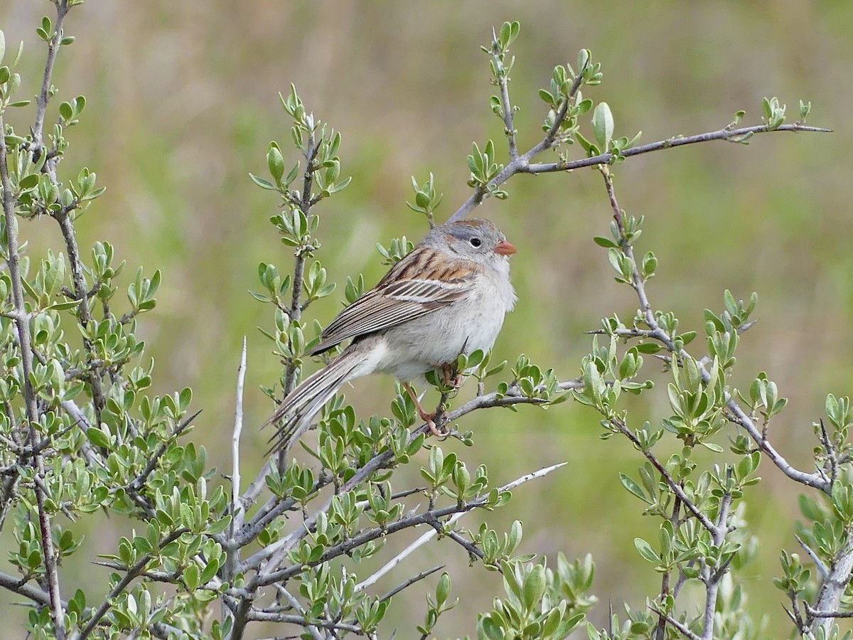 Field Sparrow - Peder Stenslie