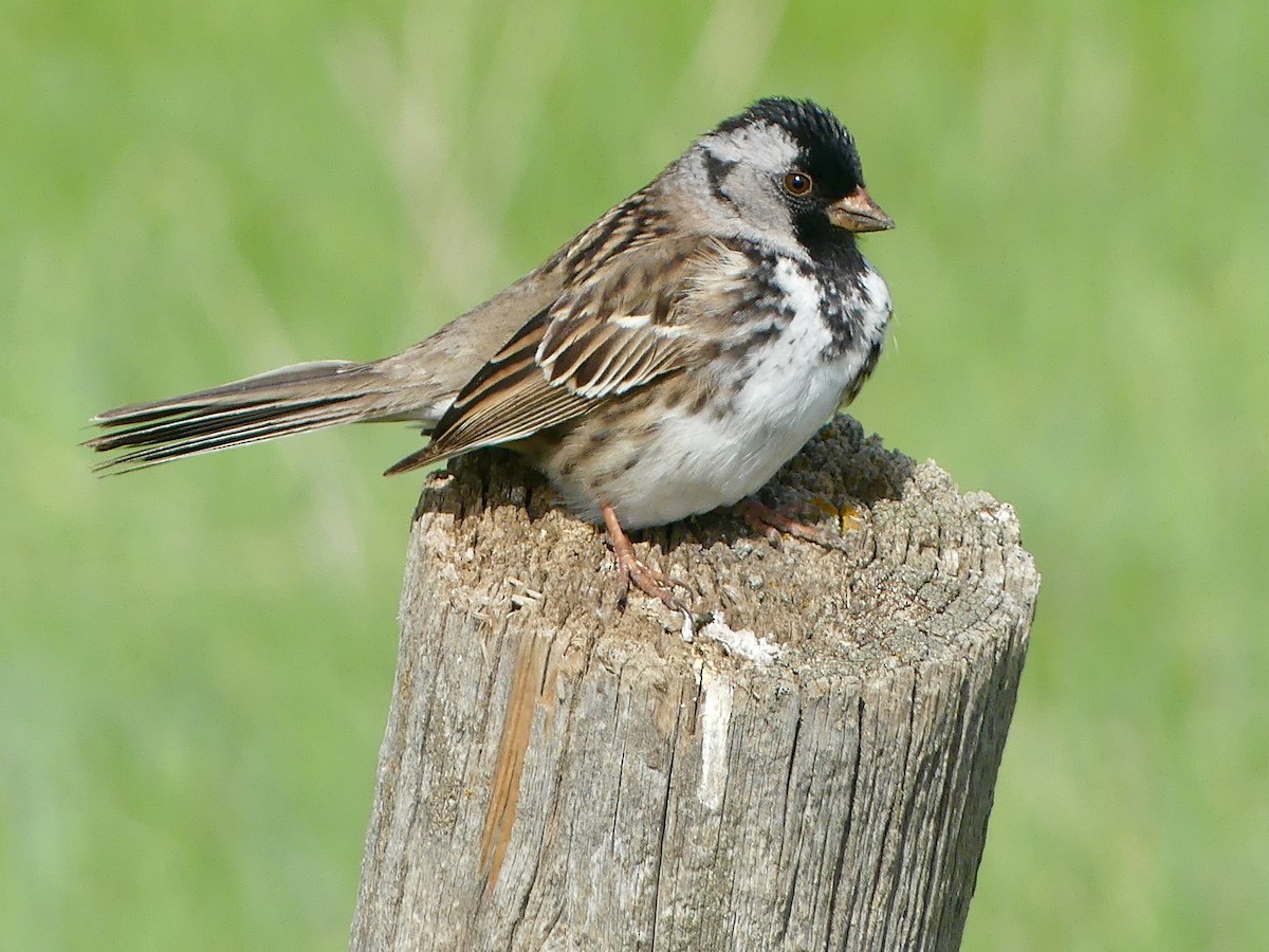 Harris's Sparrow - Peder Stenslie