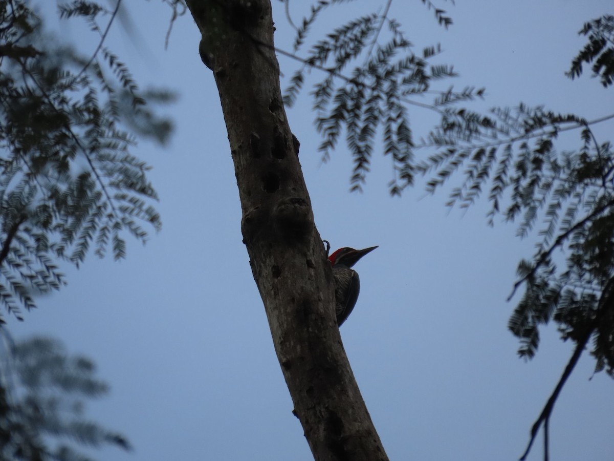 Lineated Woodpecker - Melisa Yaguno Melgar