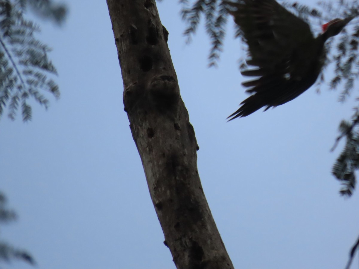 Lineated Woodpecker - ML619089521