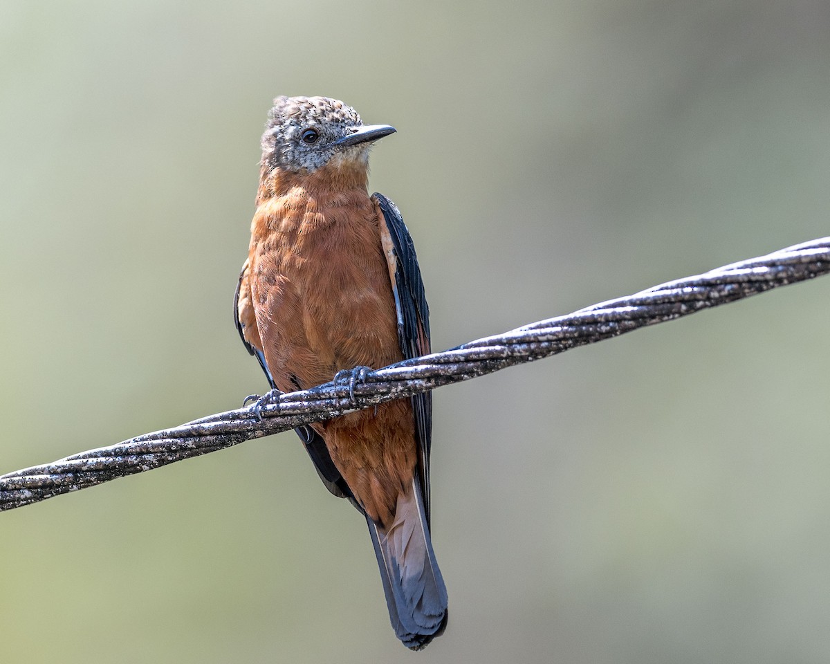 Cliff Flycatcher (Cliff) - Ryan Shean