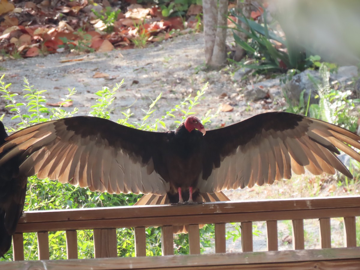 Turkey Vulture - Charmaine Francis