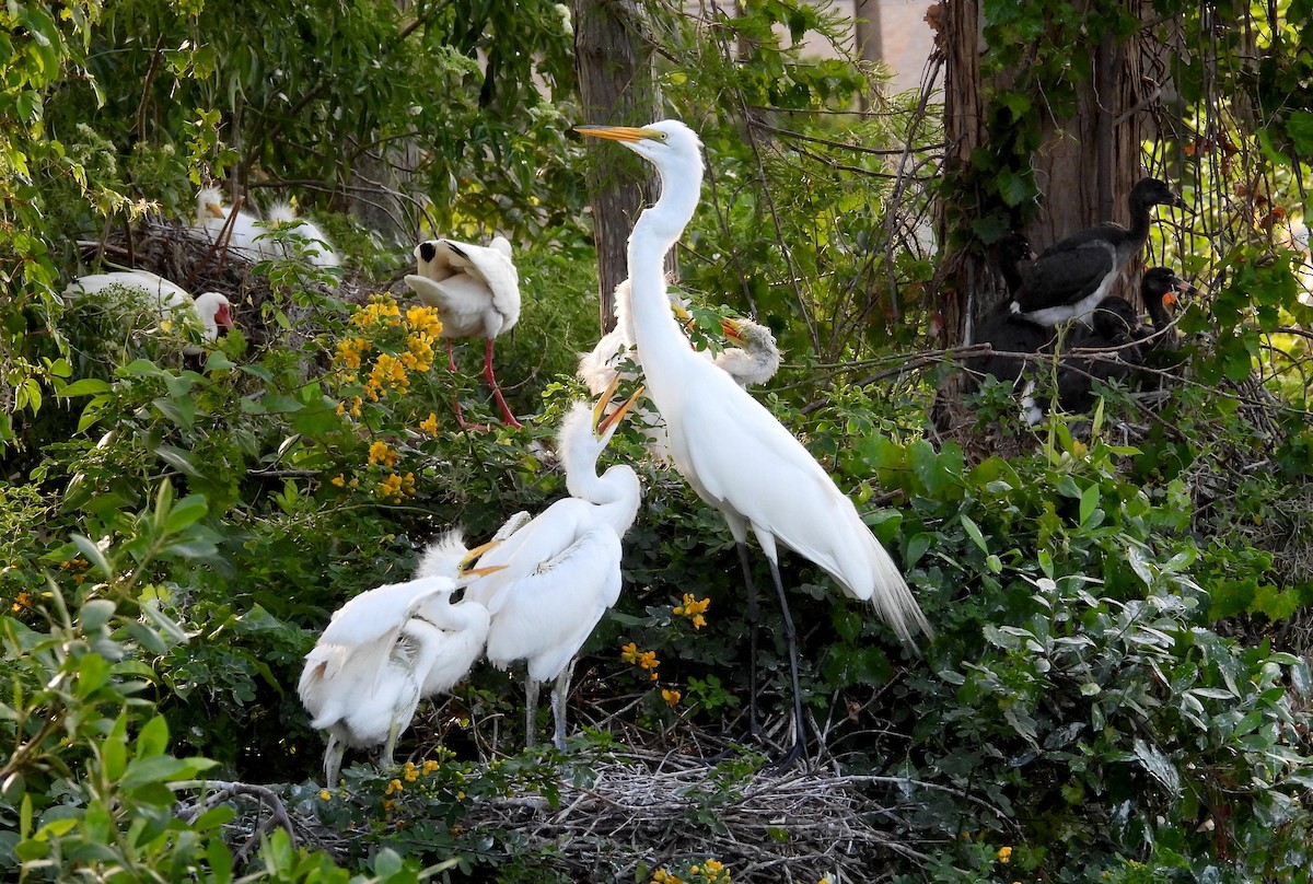 Great Egret - Christine Rowland