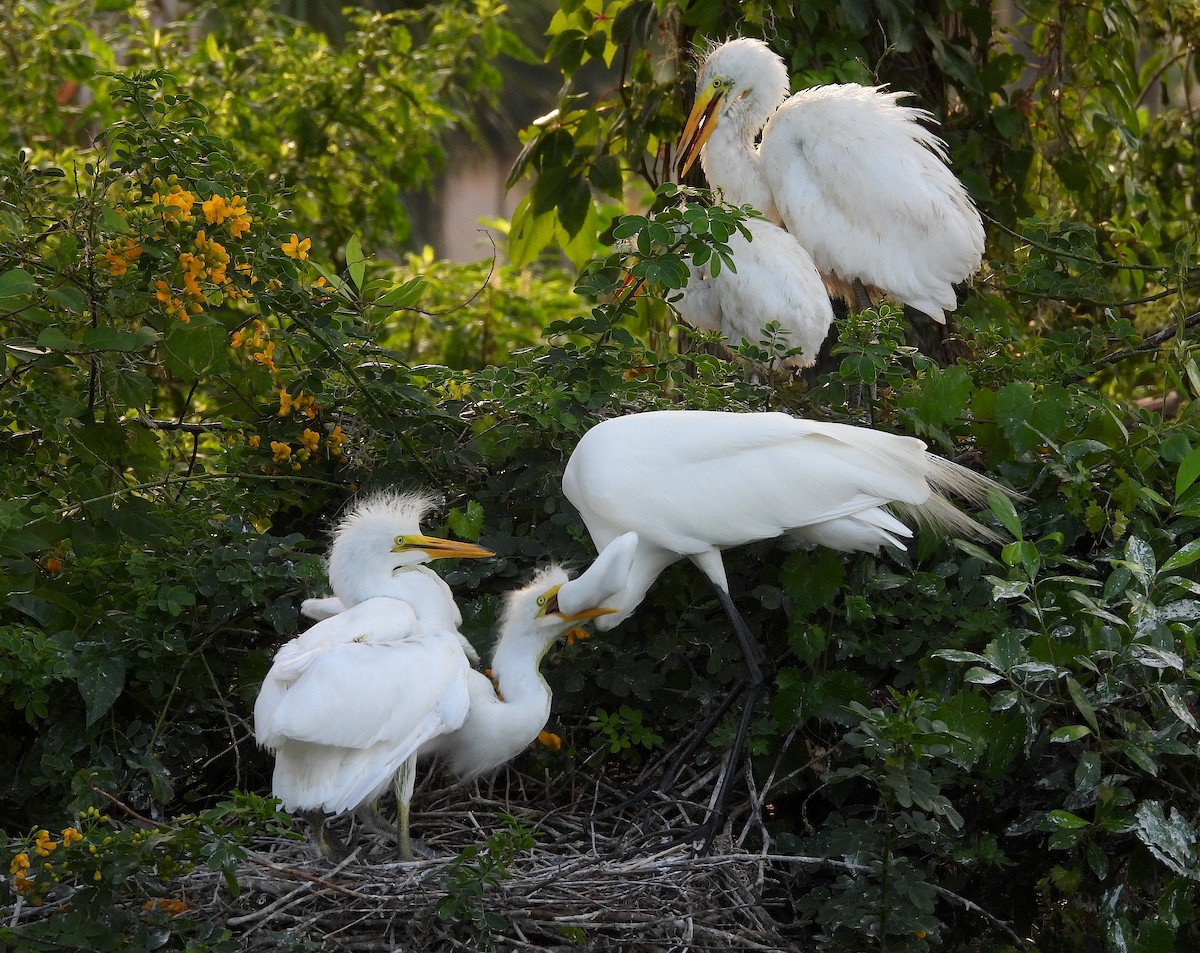 Great Egret - Christine Rowland